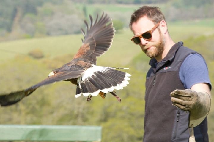 Falconry Experience in Powys
