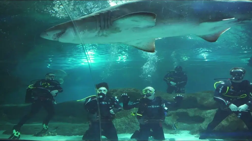 Dive with Sharks in Cheshire at Blue Planet Aquarium