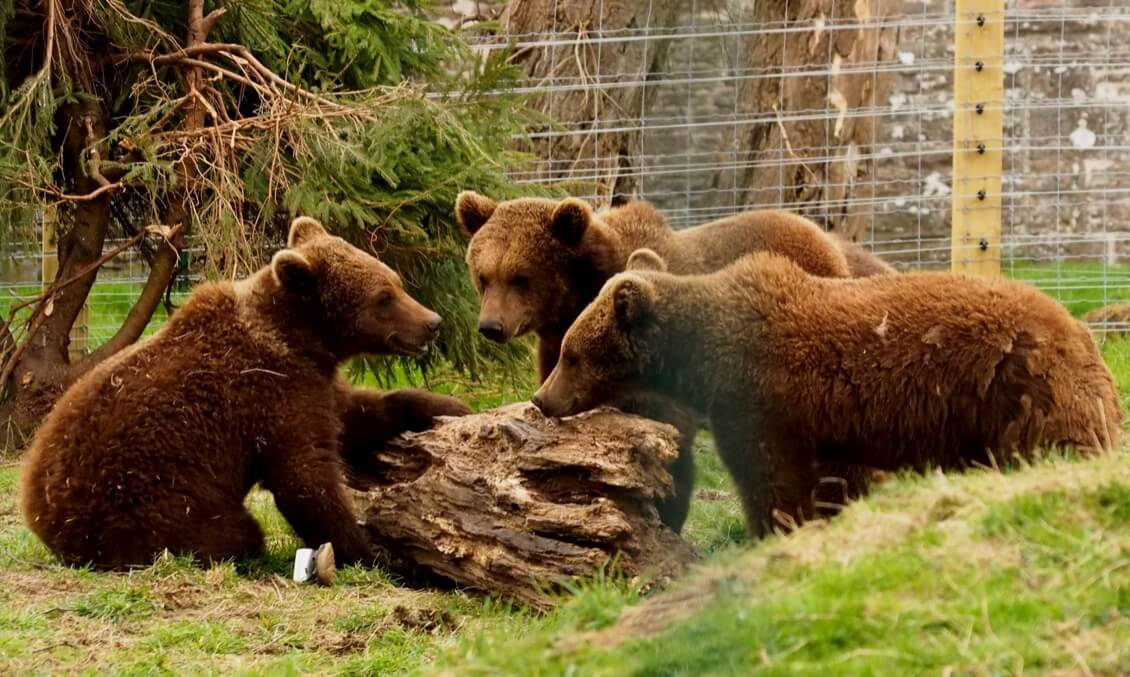 Camperdown Wildlife Centre in Dundee