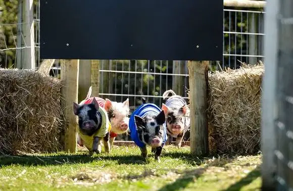 Miniature Pig Racing in Devon
