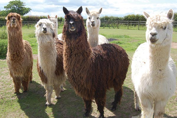 Oasis Camel Park In Suffolk