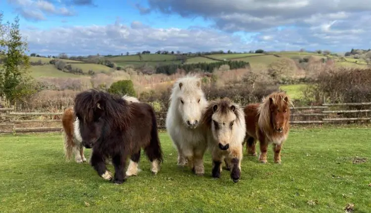 Miniature Pony Centre Devon