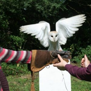 Falconry Experience in Surrey