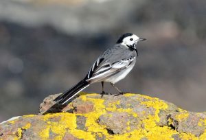 Seabird and Wildlife Observatory in Skye