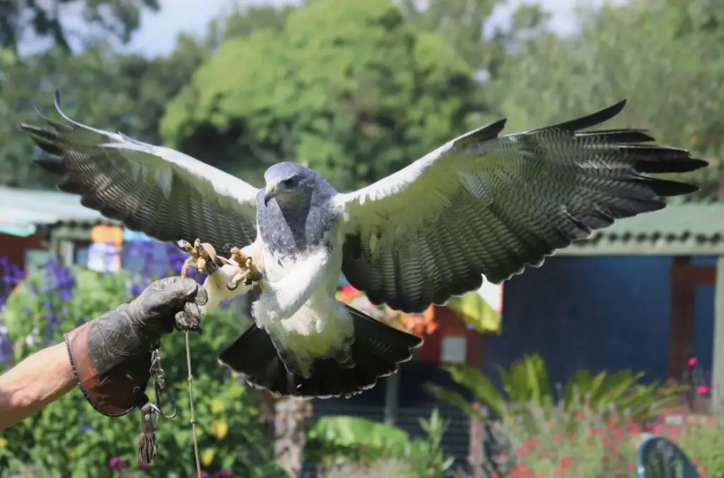 Birds of Prey Experience in West Sussex