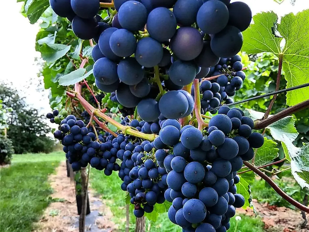 Evening in a Vineyard near York
