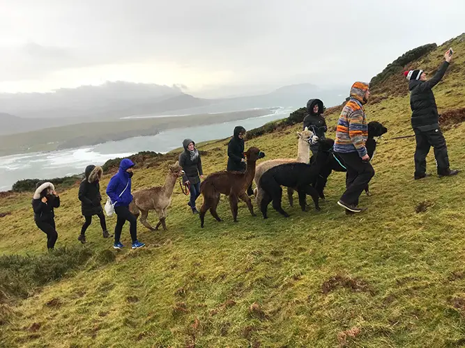 Alpaca Experience in Co. Donegal