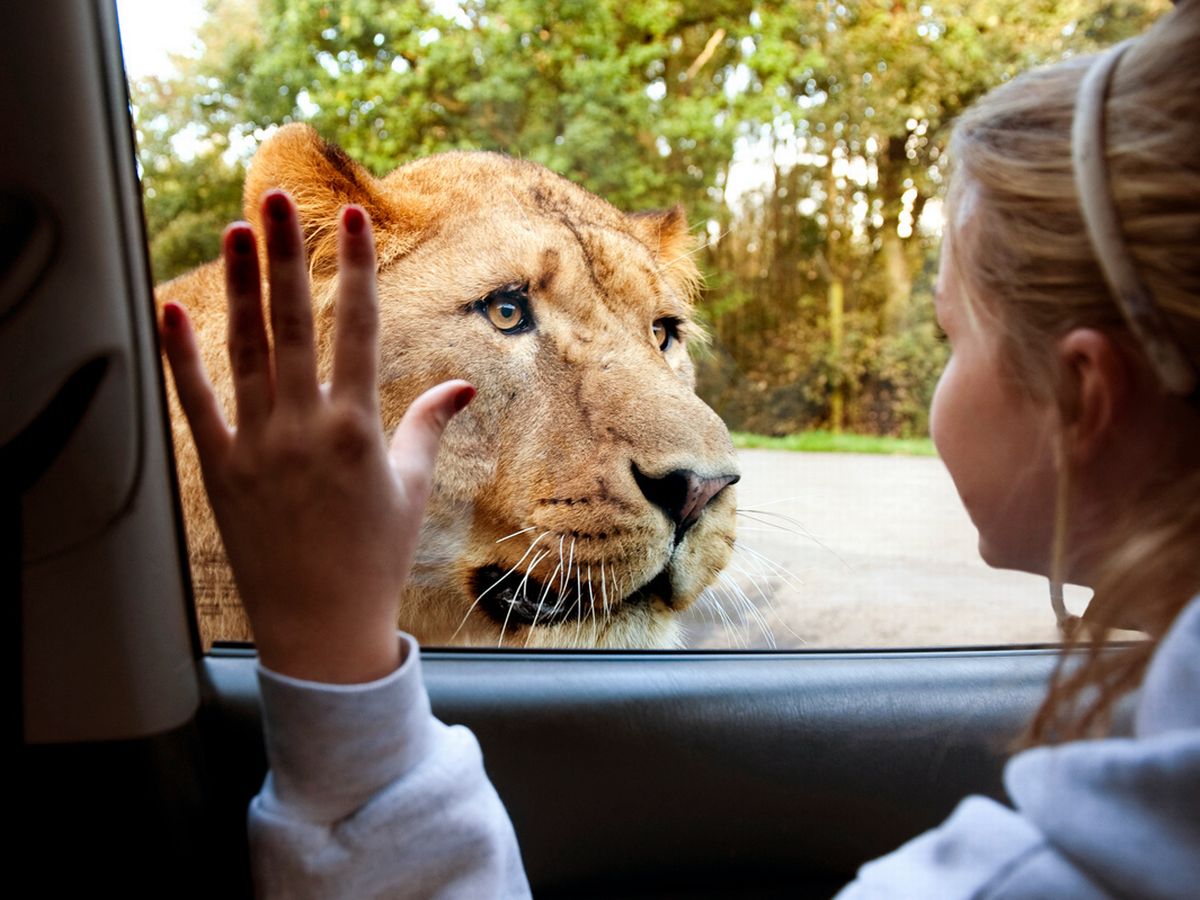 knowsley safari park adoption