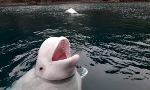 Visit a Beluga Whale Sanctuary in Iceland