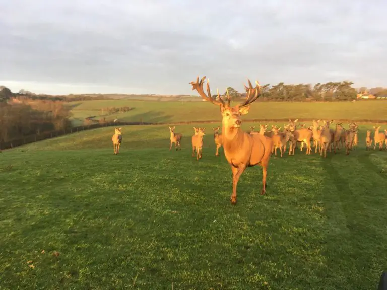 Isle of Wight Deer Farm