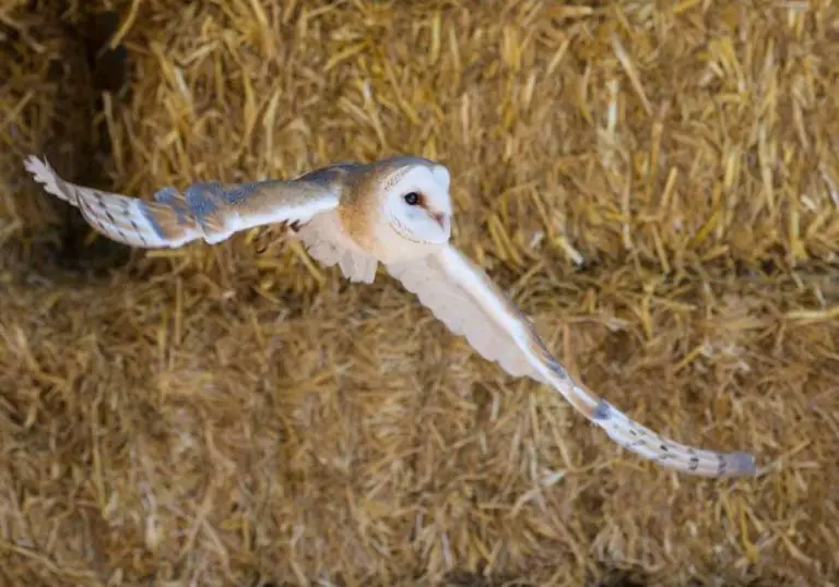 Falconry Experience in Berkshire