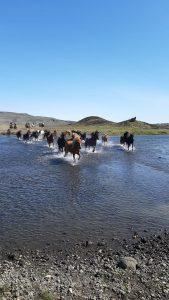 Ride Horses on the edge of the beautiful Iceland highlands