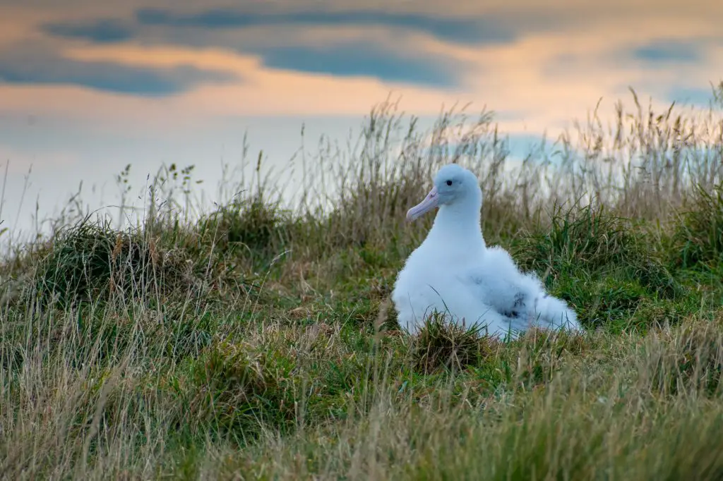 See the World’s only Mainland Albatross Colony