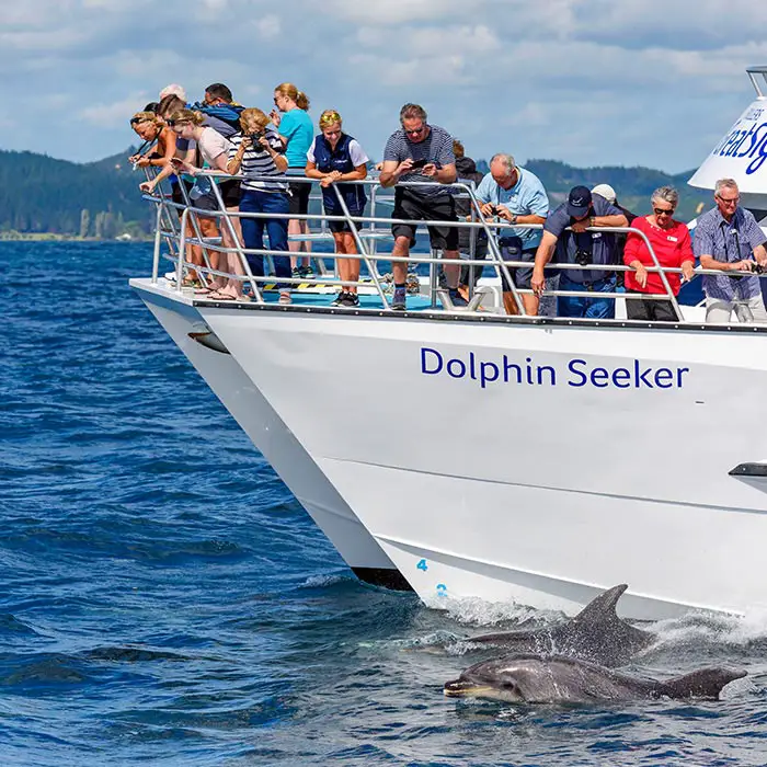 Dolphin Cruise in Northland