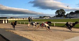 Greyhound Racing at Drumbo Park