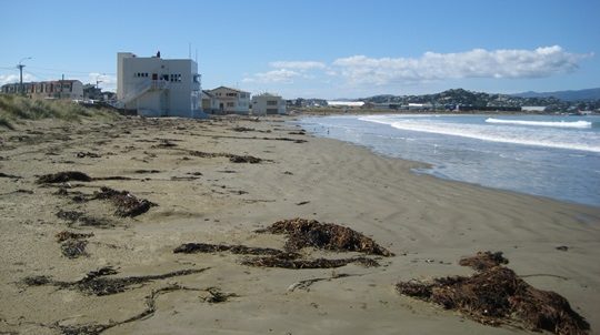Visit the Beautiful Lyall Bay, Featured in King Kong (2005)