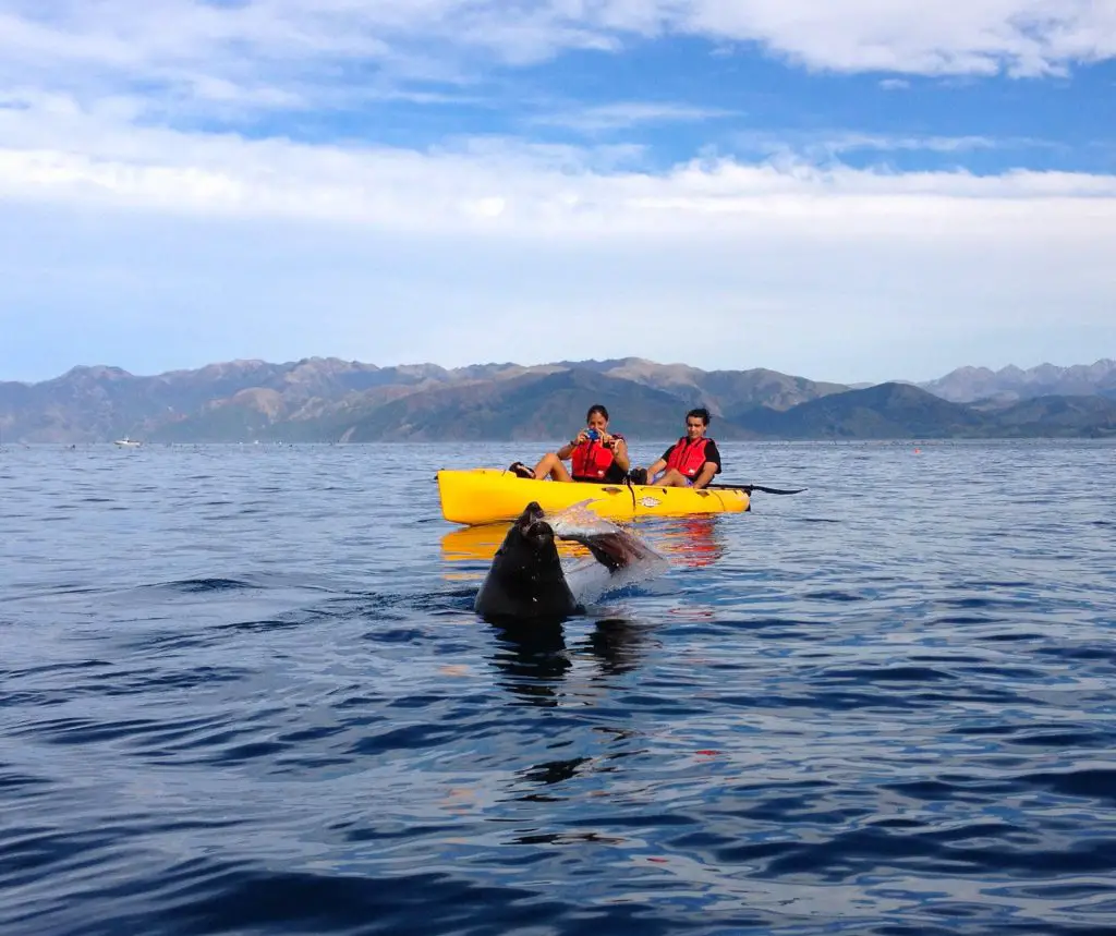 Kayak with Seals in Kaikoura