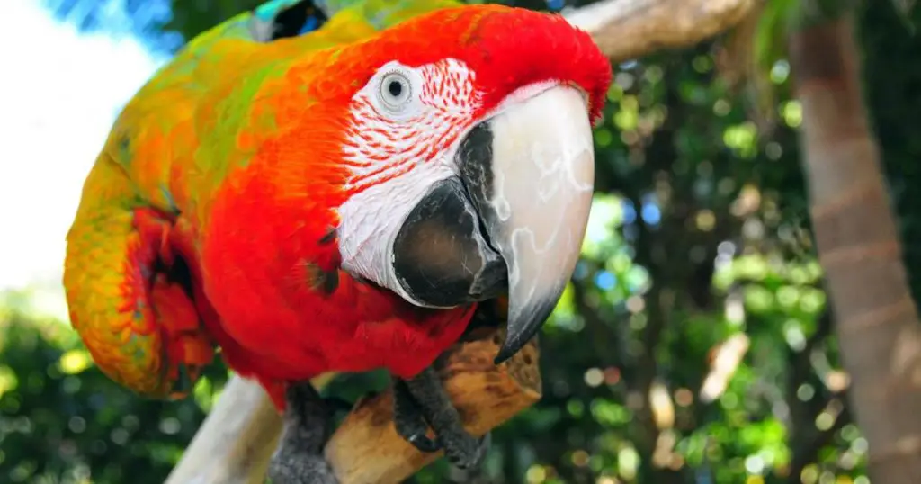Take a Parrot Safari in Kerikeri