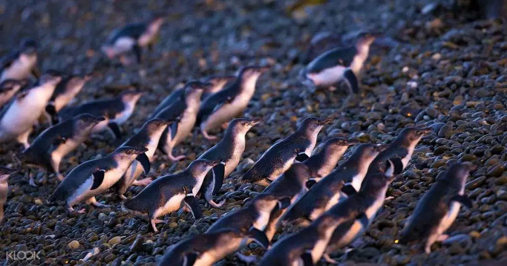 Visit the Oamaru Blue Penguin Colony in Waitaki