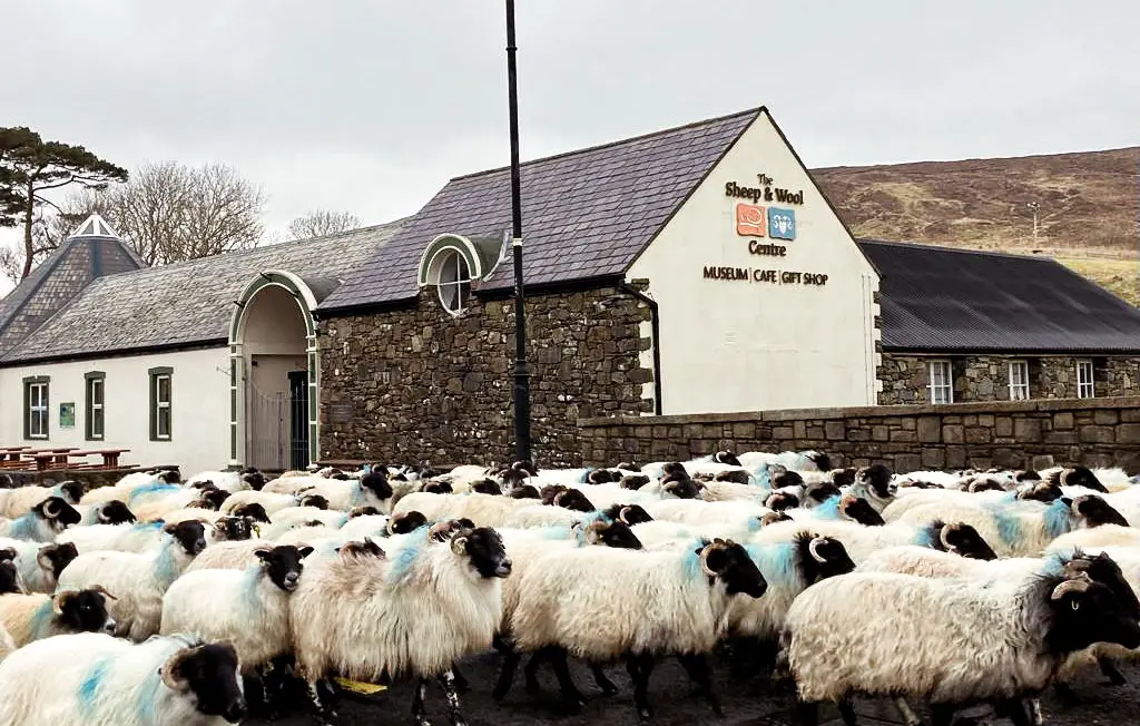 Visit the Connemara Sheep & Wool Centre in Galway