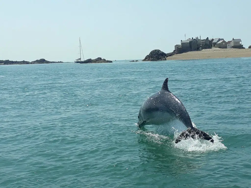 Go Dolphin Watching on a Jersey Seafari